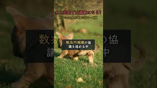 #株式 #日本株 #株式投資 #投資初心者 #資産運用 #高配当株 #成長株 #デイトレード #高配当株 #新NISA #日経平均