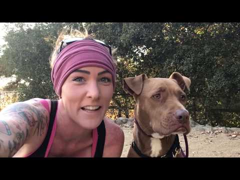 YouTube video about: Why does my dog cry when he sees other dogs?