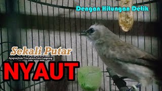 Download lagu Masteran Trucukan Gacor Ngalas Tarung Ropel Panjang | Ampuh Untuk Pancingan Trucuk Agar Bunyi Nyaut mp3
