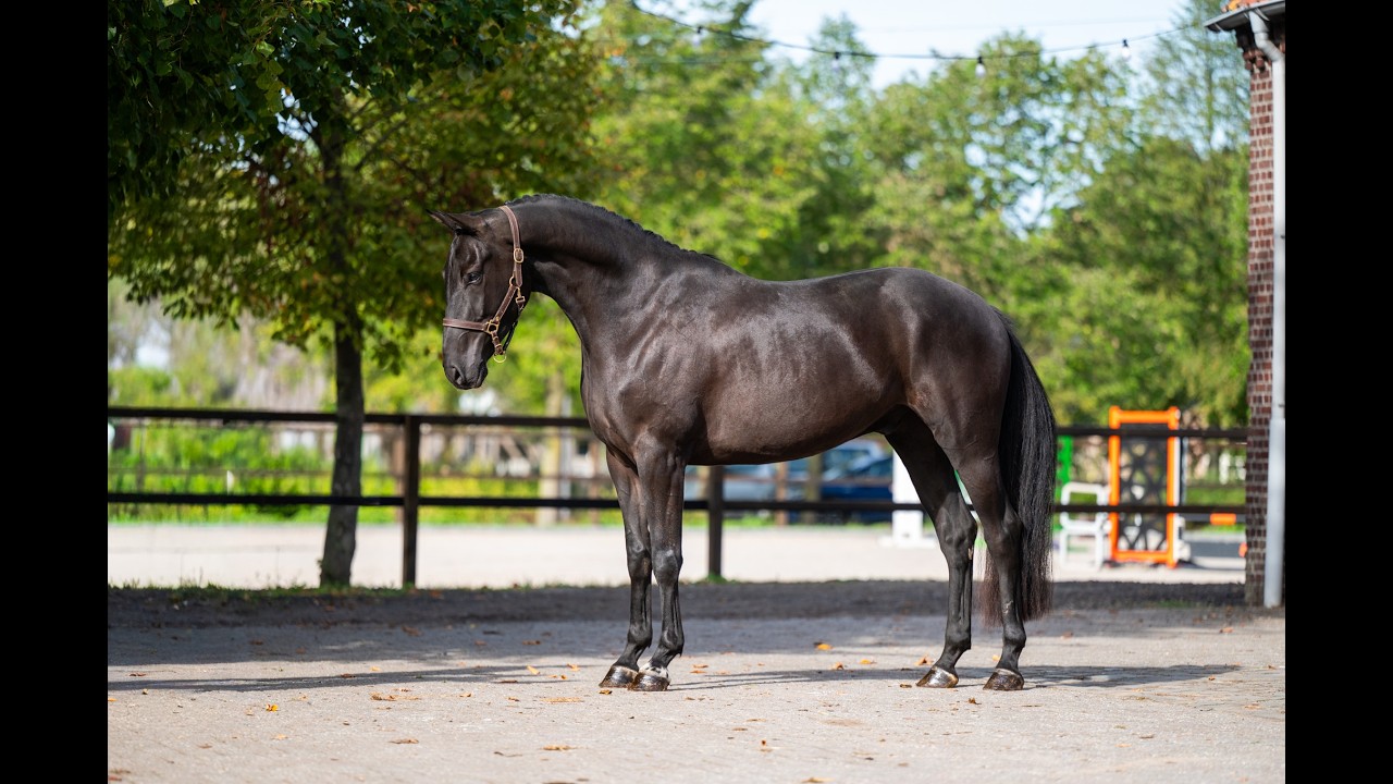 Inferno Z ☆ (I'M SPECIAL DE MUZE x POLIDIKTUS VD HELLE) video 1