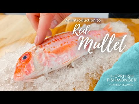 An introduction to Red Mullet