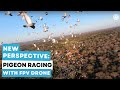 Pigeon Racing from a New Perspective: FPV Drone Training Flight