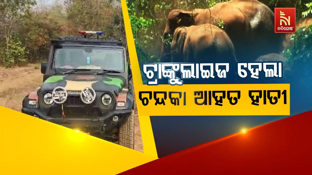 🔴 Live | ଟ୍ରାଙ୍କୁଲାଇଜ ହେଲା ଚନ୍ଦକା ଆହତ ହାତୀ