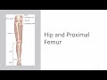 Chapter 7 intro and femur 11th edition lecture