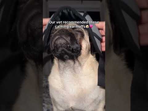 Comment “DOG” if you need one!🐶