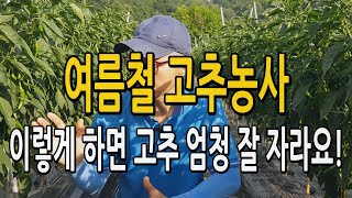 여름철 폭염속 고추농사! 이렇게 하면 고추 성장 빠르고 엄청 많이 달립니다. 고추재배 물주기, 관수 하면 좋…