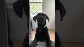 Black Lab Puppies First Barks