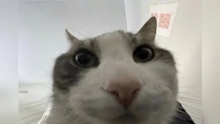 LOL Alert! The Funniest Cat Compilation Ever! 😹🎉