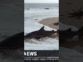 Giant Shark Stranded On The Beach After Tsunami GiantShark Tsunami OceanMystery