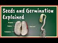 Seeds and Germination Explained