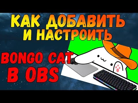 BONGO CAT В OBS | КАК ДОБАВИТЬ | ГАЙД