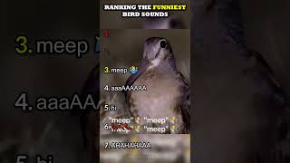 Download lagu Ranking The Funniest Bird Sounds mp3 Download lagu Ranking The Funniest Bird Sounds mp3