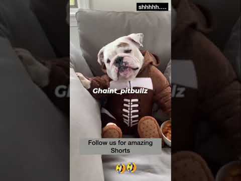 Dog in Amrish Puri Style #shorts #fun #funnyvideo #bollywood #dogs #dogsfunny #amrishpuri