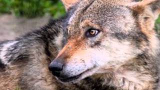 Max Richter -  Organum