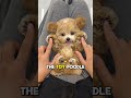 Poodle Sizes Explained Standard Miniature Toy Which Is Right For You Funfacts Pets Poodle