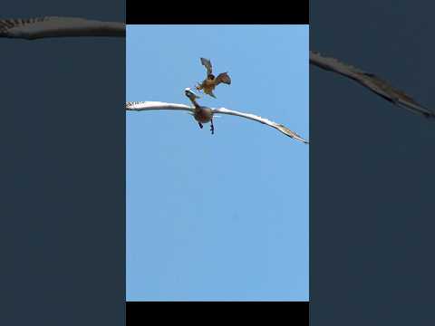 Hey, man, come on—I was just passing by. #wildlife #animals #shorts #shortvideo