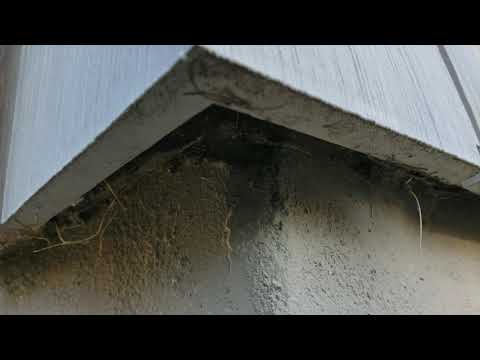 Pavement Ants Push Through Siding in North Brunswick, NJ
