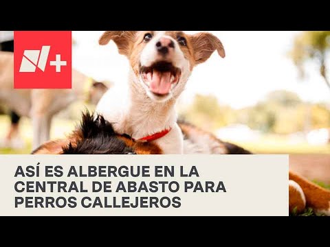Albergue de la Central de Abasto brinda segunda oportunidad a perros callejeros - Despierta
