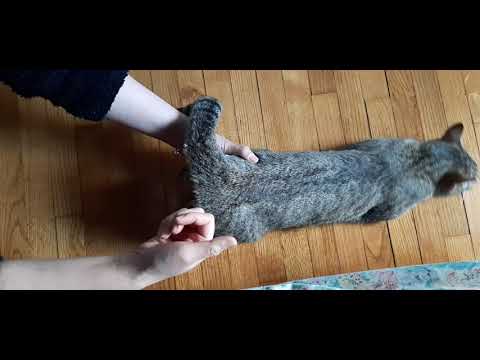 Cat heat cycle, How to fix it #cat #viral #video