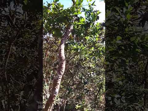 terceira parte cerrado Goiano Uruaçu Goiás