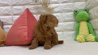 ティーカッププードルの動画01