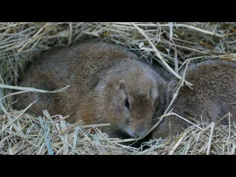 Wildlife of the Rocky Mountains | Elk, Mountain Goats, Marmots & Grizzly Bears for Kids