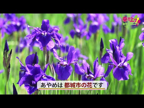 2023年4月26日(水)放送 第4回 早水公園に咲き誇るアヤメを紹介