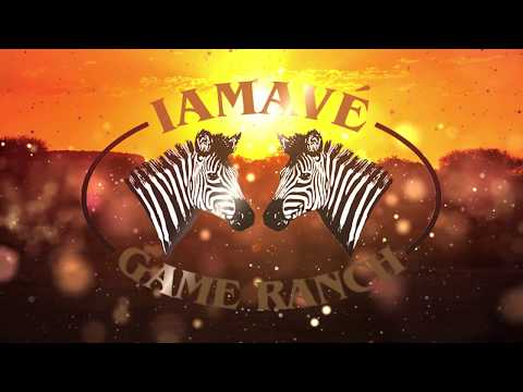 Iamavé Game Ranch Wildebeest Split Herd AGA