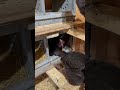 Egg Laying Song