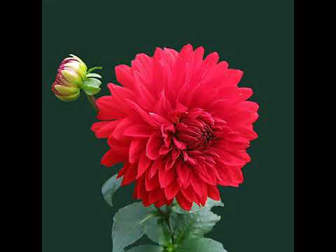 Hindi bollywood video songs