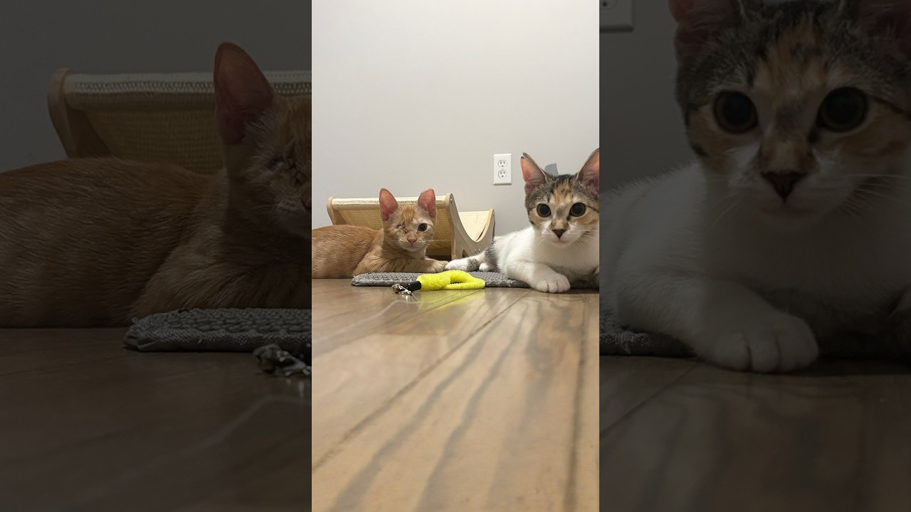 Enlarge Nuggy, a Adoptable Domestic Short Hair in Durham, NC video 6/6