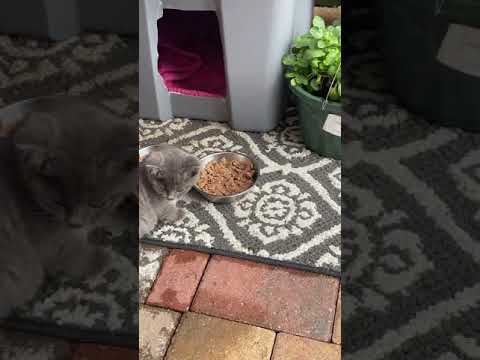 Stray Kitten Enjoys His First Wet Food