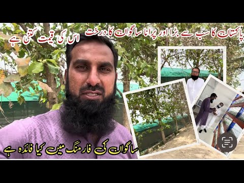 Teak Plant | Tissue culture in teak planting | IR FARM