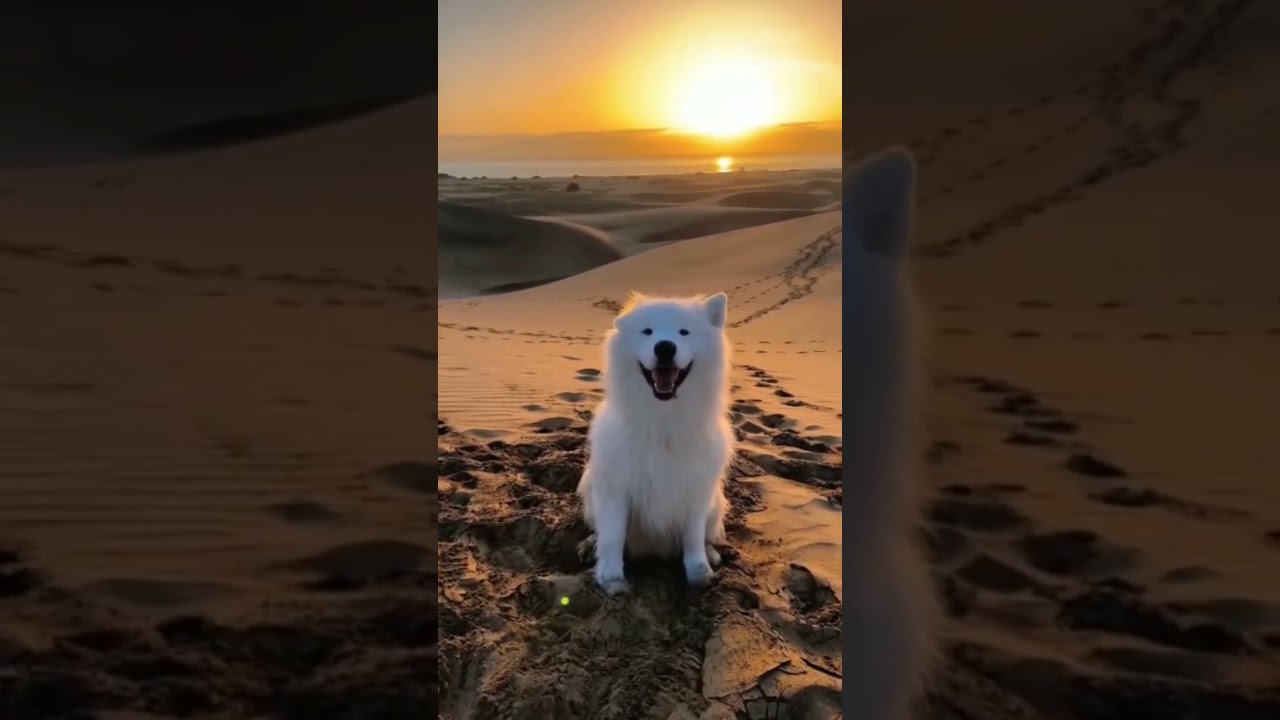 dog lovers ♡ #doglovers #viral #trending #shorts #viralshortss007p