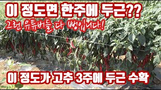 노지 고추 한주에 한근? 두근?? 우리 정확히 알고 갑시다!! 3주에 2근이 매우 잘 수확하는 겁니다!! 올…