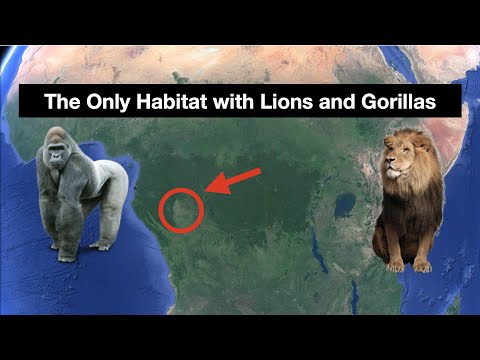 The Unlikely Coexistence of Gorillas and Lions: Exploring the Bateke Plateau