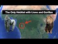 The Only Place Where Lions and Gorillas Coexist | Odd Geography