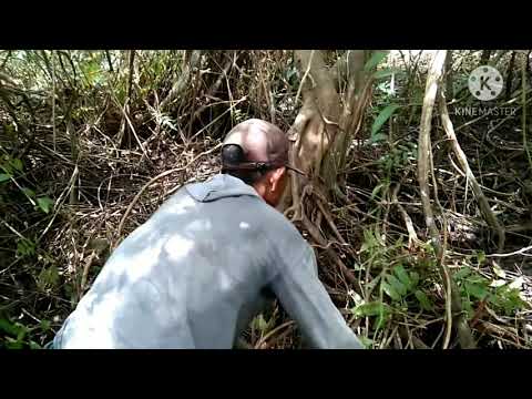 bahan bonsai Beringin IPRIK di alam liar# bahan bonsai beringin#bonsai beringin iprik#