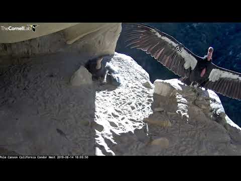 Female Condor Shows Off 9-Foot Wingspan During Feeding Visit With Chick – Aug. 14, 2019