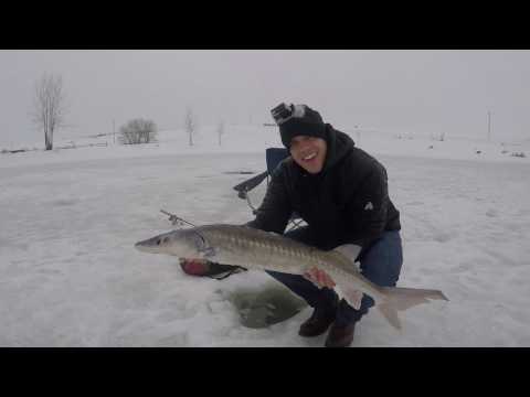 Isfiskeri efter stør afsnit 1