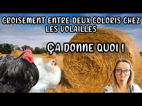 , title : 'mélange de couleur chez les poules on les appelle couleur impure !'