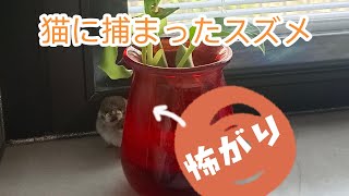 猫に捕まった子スズメを保護した結果…