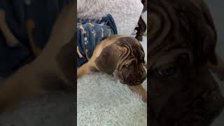 Video preview image #1 Mutt Puppy For Sale in Goodyear, AZ, USA