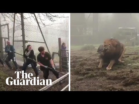 Tug-of-war with a lion? Dartmoor zoo offers 'cruel' challenge
