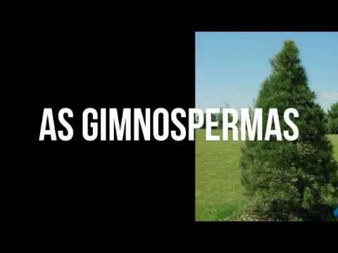 Slide Ciências | Gimnospermas | 7º A
