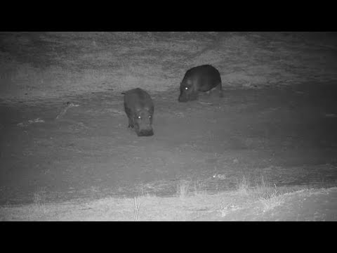 Djuma: Lone Hippo leaving the pan meets other and both return -  08/23/19