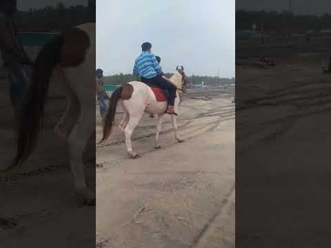 Ancy 1st Horse Riding with Vinny Babai in Beach#Nanna is swimming in Beach#wow🫶🏻🌊🐴🐎