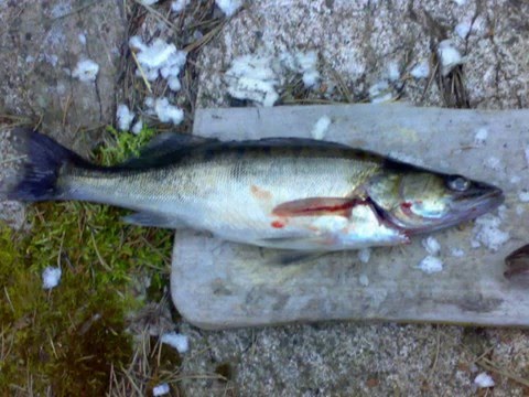 Kuvia vuosien varrelta