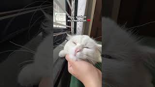 Download lagu Some Memory 🥹 #music #avintha #cat #petsrule #funnycat #song #love #emotional #sad #cute #viral mp3 Download lagu Some Memory 🥹 #music #avintha #cat #petsrule #funnycat #song #love #emotional #sad #cute #viral mp3
