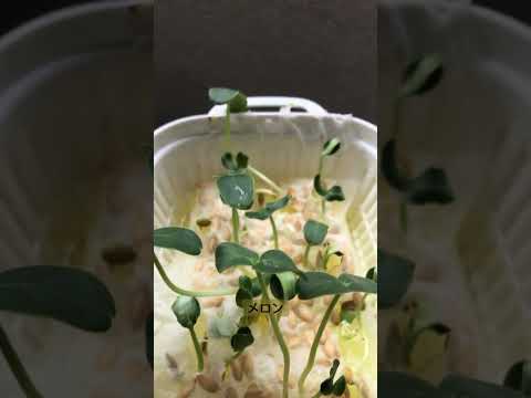 苗にはどんな土を使えばいいのでしょうか？種子の発芽を保証する混合物はこちらです。  庭園